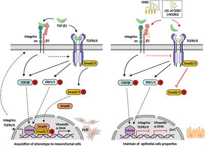 CD82 attenuates TGF-β1-mediated epithelial-mesenchymal transition by blocking smad-dependent signaling in ARPE-19 cells